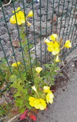 Weeds Have Rights Too !