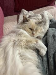 To show you my cat and her kittens for distraction and stress relief purposes?