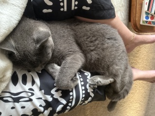 Roond and roond and up and doon - the Excellent Cats roam aboot