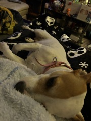 To show you my cat and her kittens for distraction and stress relief purposes?