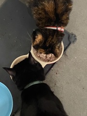 The One after the One where the Excellent Cats posed for a calendar