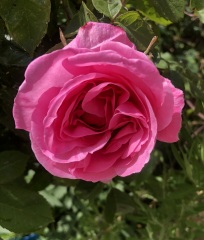 Can a Gertrude Jeykell rose ever be apricot colour?
