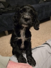 Adolescent Dog Survival Thread - for teenage dirtbags