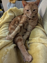 To show you my cat and her kittens for distraction and stress relief purposes?