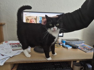 Roond and roond and up and doon - the Excellent Cats roam aboot