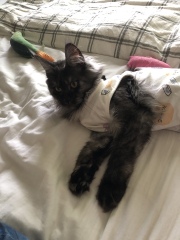 Bringing home 2 kittens on Sunday - what have I forgotten?!