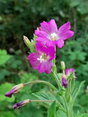 Weeds Have Rights Too !