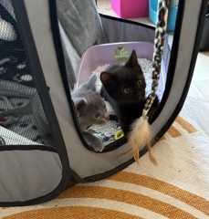Bringing home 2 kittens on Sunday - what have I forgotten?!