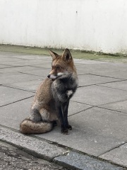 Can we talk about my fox family please?