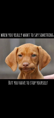 This made me howl laughing.  Anyone else heard a funny joke or seen a funny meme?