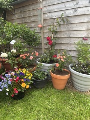 What have you done in the garden today? Part 7