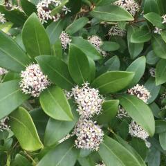 Can anyone identify this white shrub please?