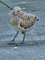 The One after the One where the Excellent Cats posed for a calendar