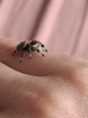 My new jumping spider.