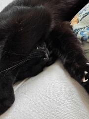 The One after the One where the Excellent Cats posed for a calendar