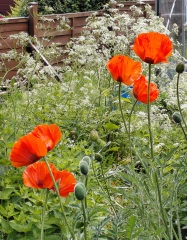 What have you done in the garden today? Part 7