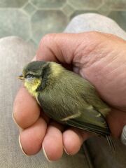 I saved a swift - and I liked it!