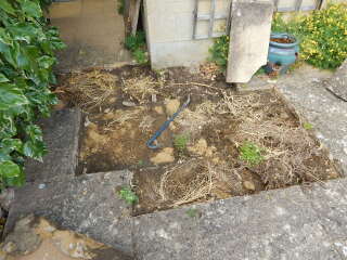 help please - neighbour's bamboo popping up in our garden
