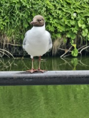 The One after the One where the Excellent Cats posed for a calendar