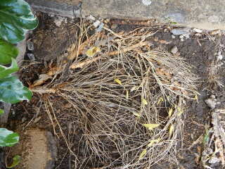 help please - neighbour's bamboo popping up in our garden