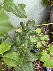 What’s happening with this rose?