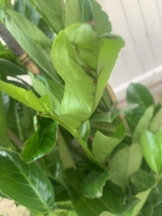 Is this acceptable? Cherry Laurel help!
