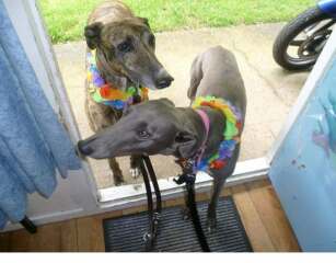 Dogs everywhere!