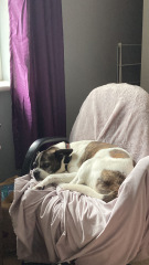 To show you my cat and her kittens for distraction and stress relief purposes?