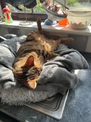 To show you my cat and her kittens for distraction and stress relief purposes?