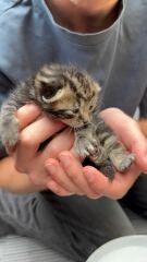 I think this cat is pregnant. What do I do?
