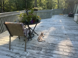 Come and tell us your dull and unexciting news 34: Calmly through the day