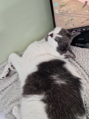 Where is the most awkward or inconvenient place your cat sleeps?