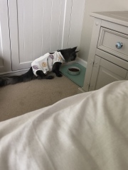 Bringing home 2 kittens on Sunday - what have I forgotten?!