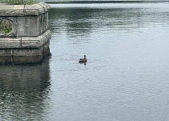 Come and tell us your dull and unexciting news 34: Calmly through the day