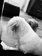 Going from 2 dogs to 3 (or maybe even 4) Are we mad?