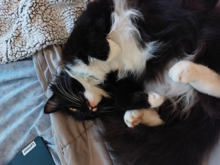 DH says cat needs to show more gratitude