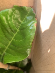Is this acceptable? Cherry Laurel help!