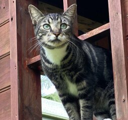 DH says cat needs to show more gratitude