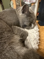 Roond and roond and up and doon - the Excellent Cats roam aboot