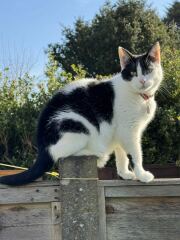 Roond and roond and up and doon - the Excellent Cats roam aboot