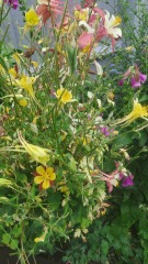 What to do with this aquilegia?