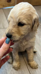 What is my new puppy called? (Cute photograph inc.)