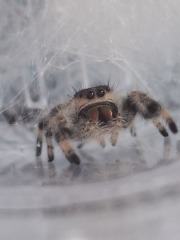 My new jumping spider.