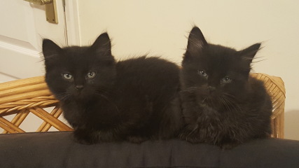 To show you my cat and her kittens for distraction and stress relief purposes?