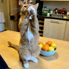 To show you my cat and her kittens for distraction and stress relief purposes?