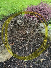 What happened to this plant?!