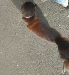 Roond and roond and up and doon - the Excellent Cats roam aboot