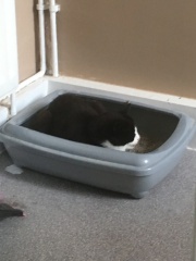 Where is the most awkward or inconvenient place your cat sleeps?