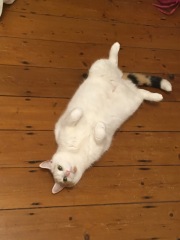 Roond and roond and up and doon - the Excellent Cats roam aboot