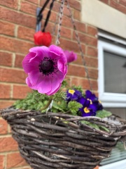 Anenomes finished what now? Pics included